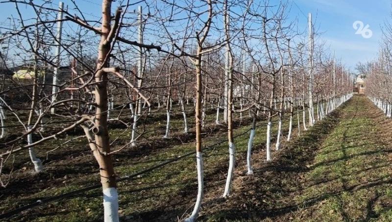 Ставропольская дачница назвала способы экологичного спасения сада от вредителей