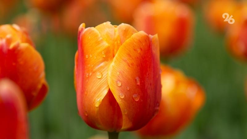 Тюльпаны и мимозы можно будет купить на праздничной ярмарке в Ставрополе