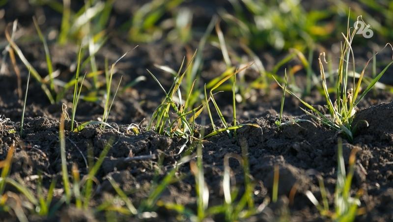 В 19 округах Ставрополья провели азотную подкормку 90 тыс. га озимого клина