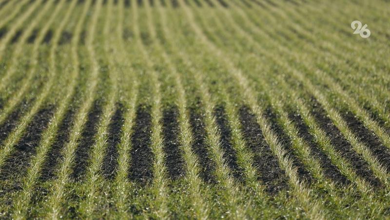 В 19 округах Ставрополья провели азотную подкормку 90 тыс. га озимого клина