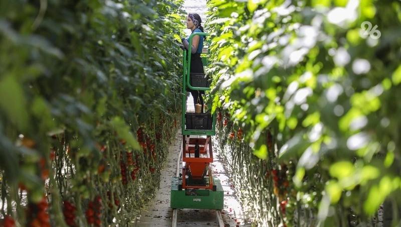 В 2026 году на Ставрополье целевое обучение в сфере АПК пройдут 60 студентов