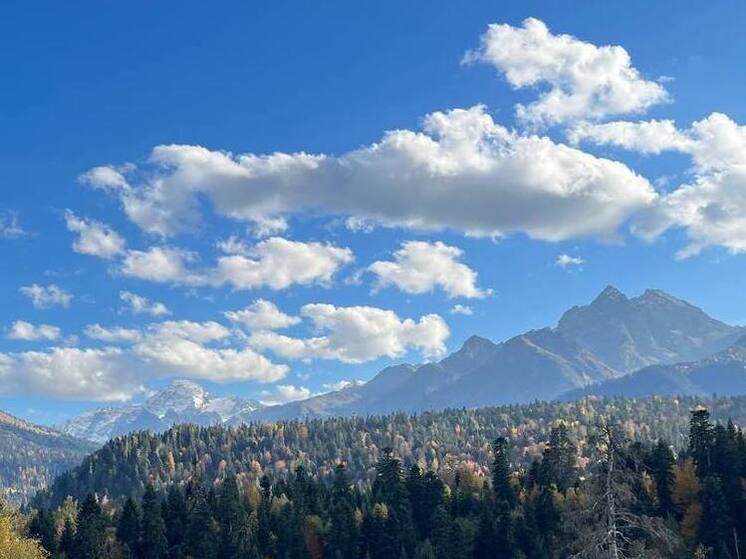 В Ингушетии в 2026 году восстановят 140 гектаров леса