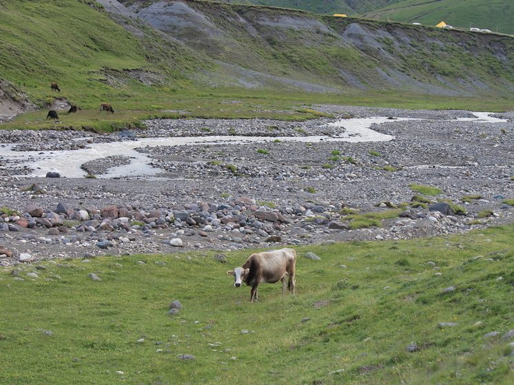 В Ингушетии задержали банду, которая занималась кражей коров