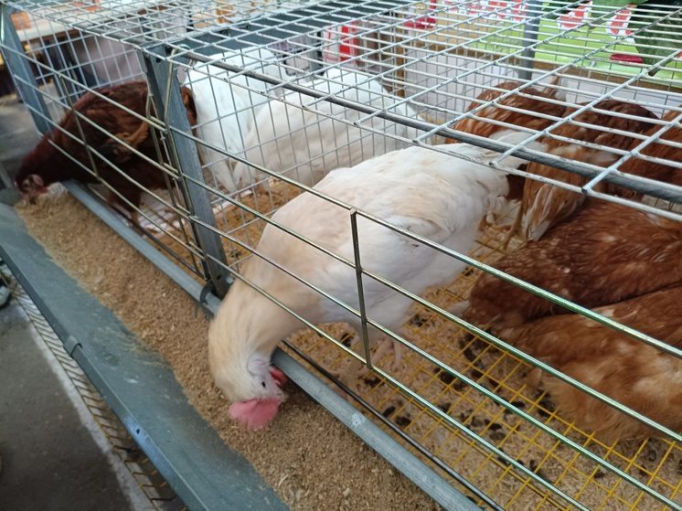 В Кабардино-Балкарии рост производства мяса составил 6,3% за январь