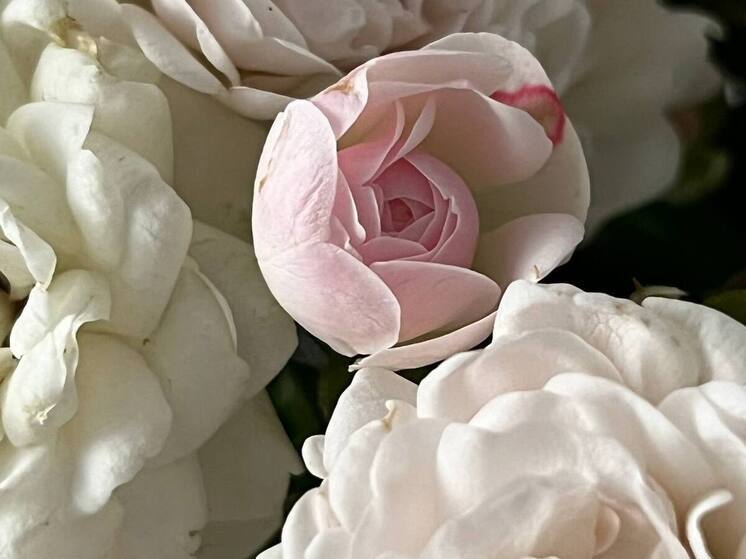  В Кировском округе поздравили матерей погибших бойцов СВО с 8 Марта