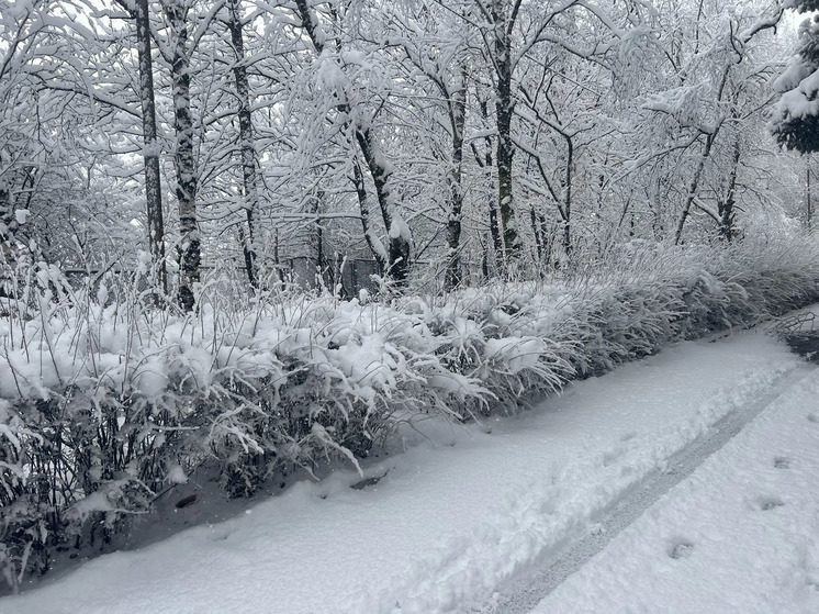 В Кисловодске из-за сильного снегопада упали четыре дерева