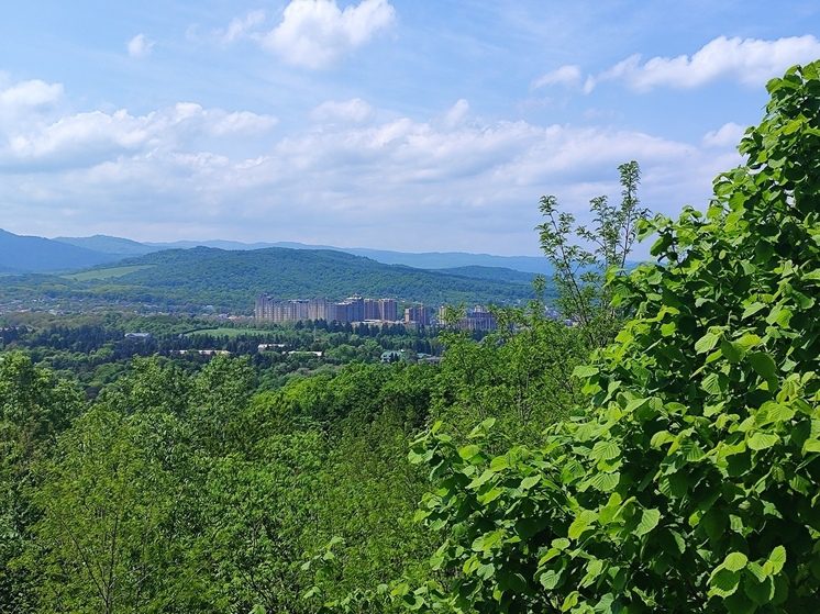 В Нальчике до конца апреля высадят 700 деревьев и 3 тысячи кустарников