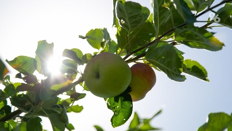 В Новоалександровском округе расширят суперинтенсивный сад &mdash; губернатор