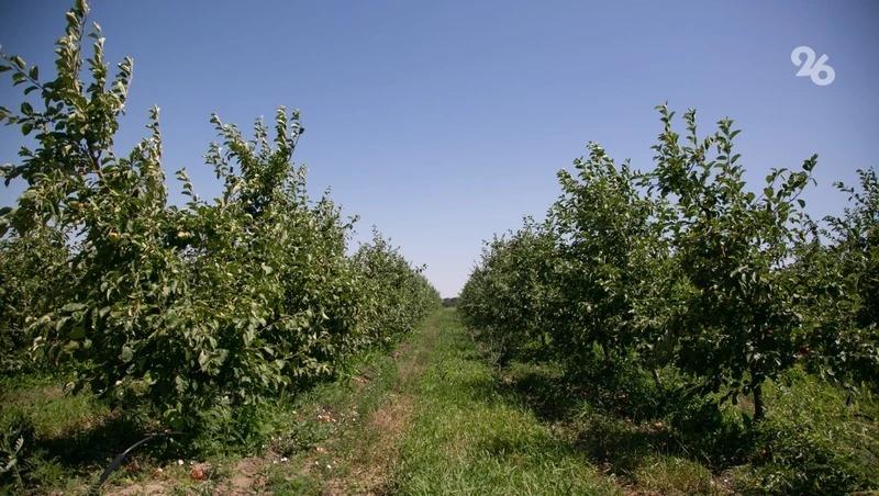 В Новоселицком округе начались уходные работы в суперинтенсивных садах