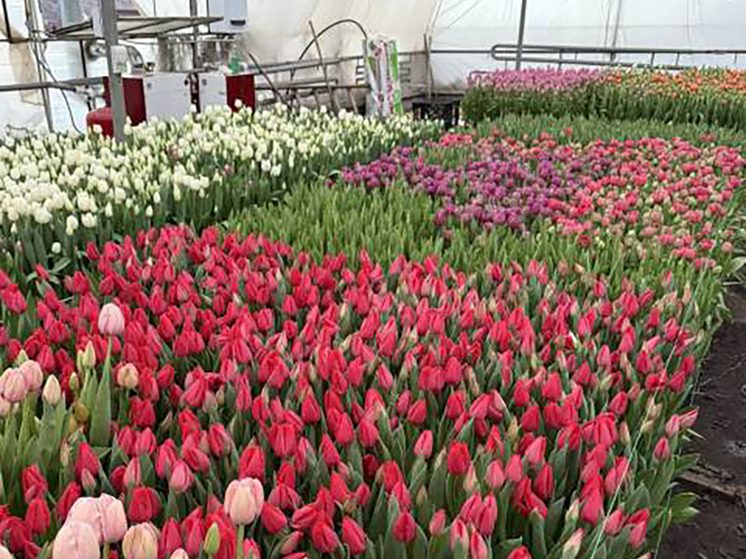  В Предгорном округе к 8 Марта вырастили 700 тысяч тюльпанов и роз