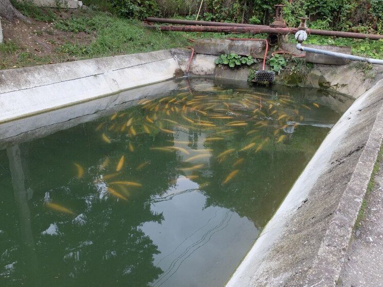 В Предгорном округе Ставрополья производство форели выросло на 30%