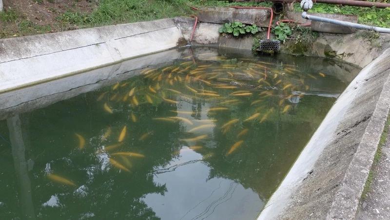 В Предгорном округе увеличили производство форели на 30%