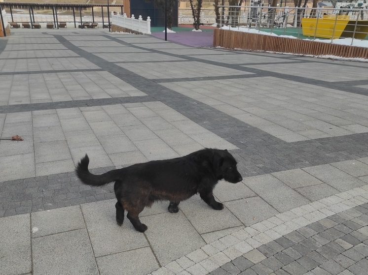 В Ставропольском крае более 5 тысяч безнадзорных собак отловят в 2026 году