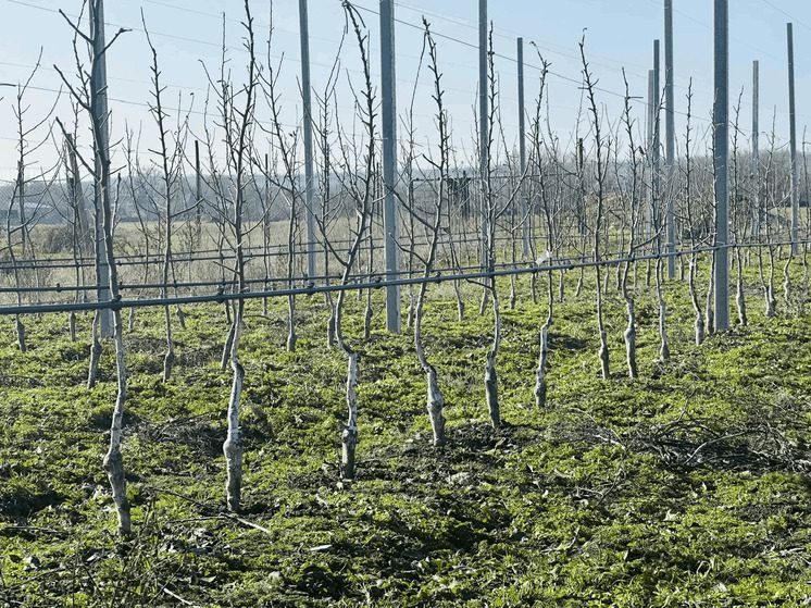 В суперинтенсивных садах Новоселицкого округа Ставрополья начались весенние работы