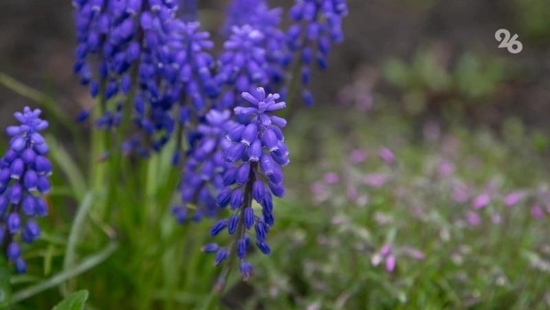 Врач Болибок: вакцины в виде таблеток под язык помогают от аллергии на цветение