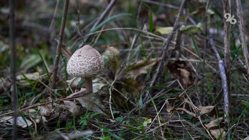 За сбор редких грибов и растений россиян могут оштрафовать на 5 тыс. рублей