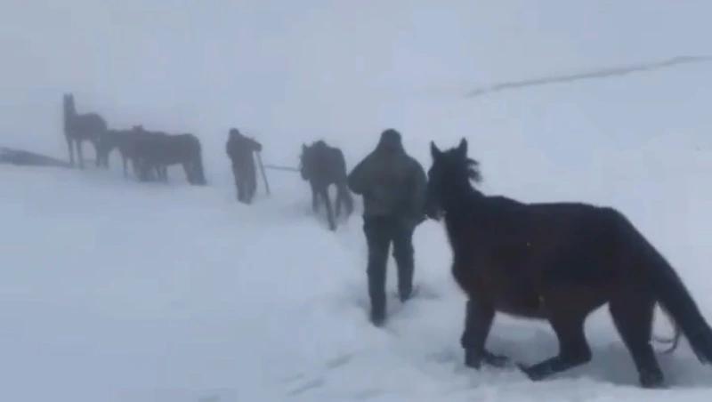 10 лошадей погибли в высокогорье Дагестана из-за сильного снегопада