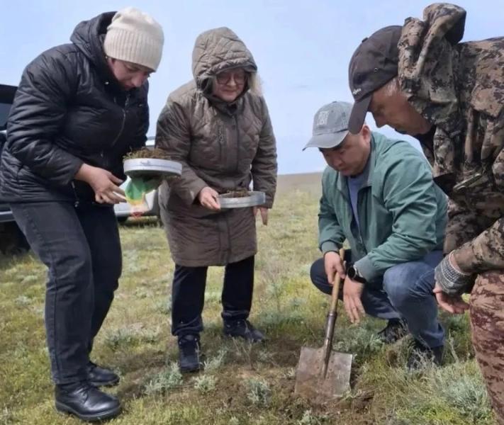 13% кубышек саранчи на границе Ставрополья и Калмыкии погибли зимой