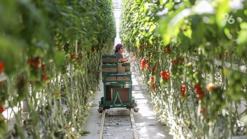 25,6 тыс. тонн тепличных овощей вырастили в Ставропольском крае с начала года