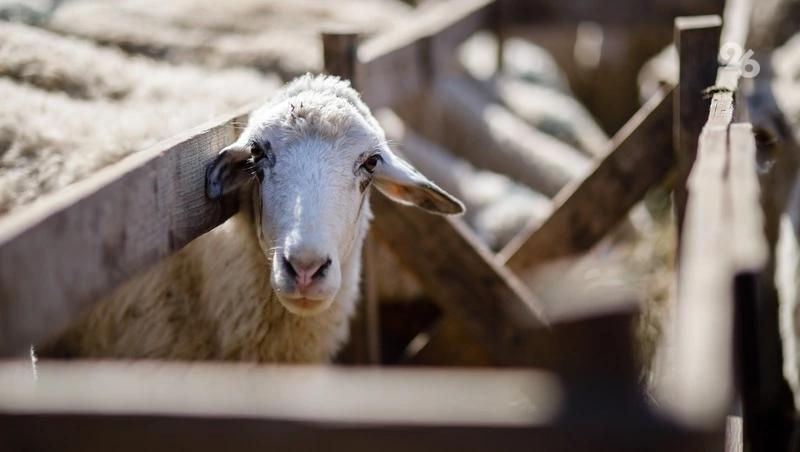3,1 тыс. ягнят появились на свет в Степновском округе Ставрополья