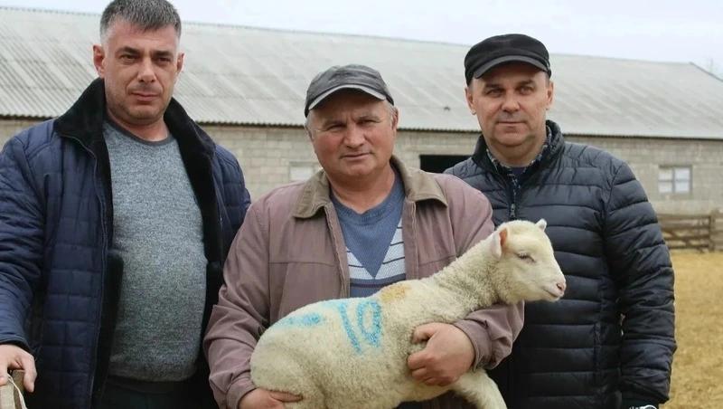 3,1 тыс. ягнят появились на свет в Степновском округе Ставрополья