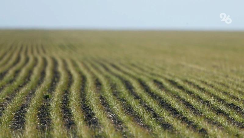 3,3 тыс. га земли на Ставрополье засеют овощами открытого грунта