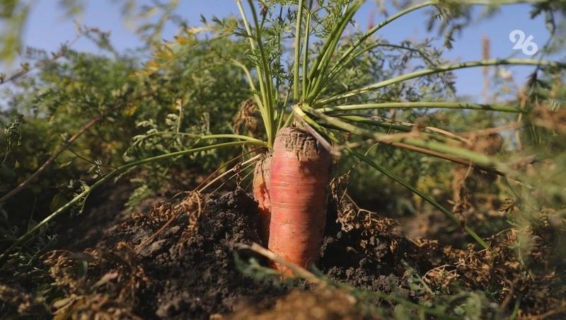 3,3 тыс. га земли на Ставрополье засеют овощами открытого грунта