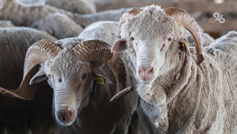 360 тыс. ягнят планируют получить в 2026 году овцеводы Ставрополья