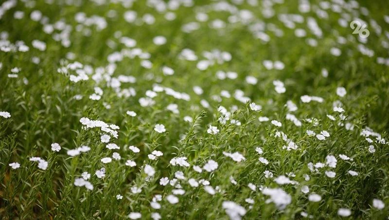 Аграрии Кировского округа завершили сев ранних яровых культур на 18 тыс. га