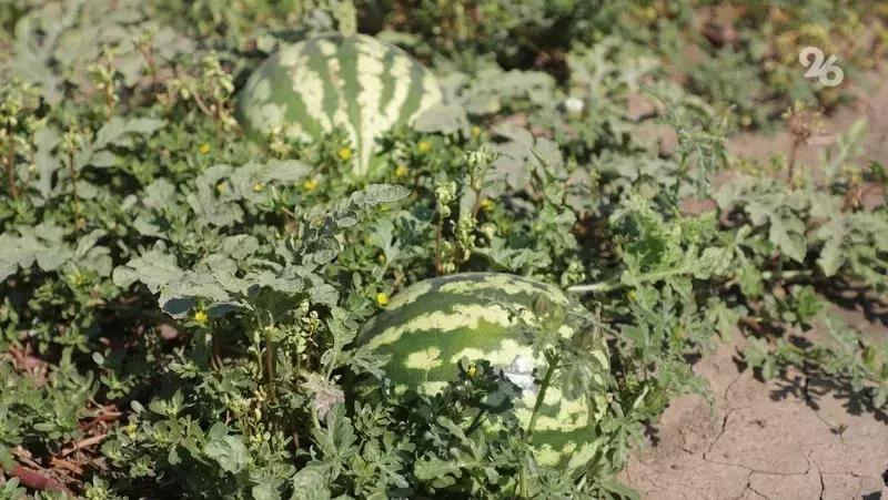 Астраханский учёный вывел специализированные линии арбузов и дынь