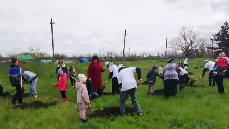 Более 150 саженцев высадили у церкви Александра Невского в селе на Ставрополье