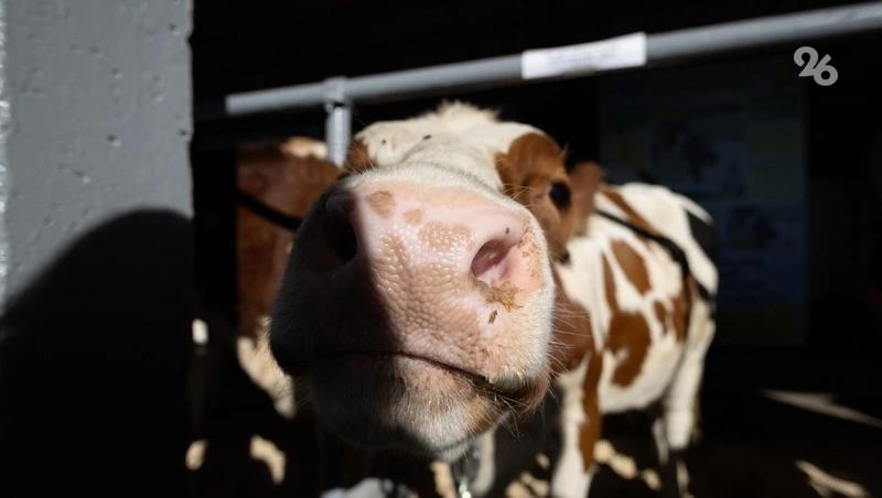 Более 184 соцконтрактов на развитие ЛПХ заключили в Ипатовском округе за пять лет