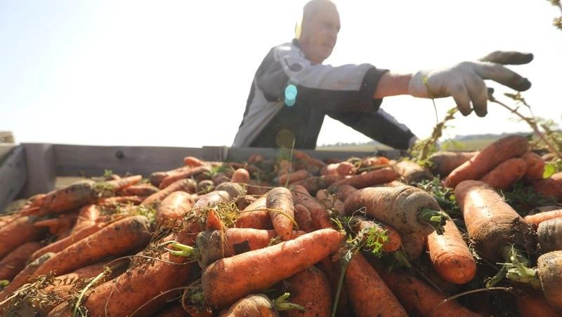 Более 184 соцконтрактов на развитие ЛПХ заключили в Ипатовском округе за пять лет
