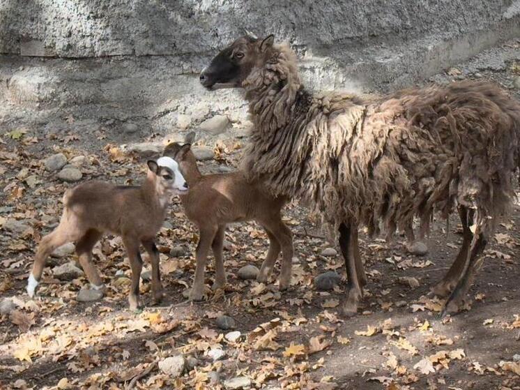 Более 250 тысяч ягнят  родилось на Ставрополье в текущую окотную кампанию