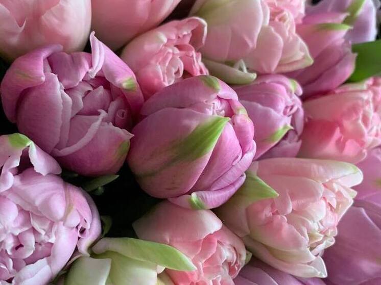 Более 40 тысяч тюльпанов зацвели в кисловодских дворах