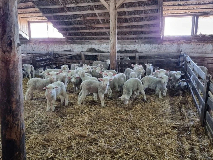 Более трех тысяч ягнят появились на свет в Степновском округе Ставрополья