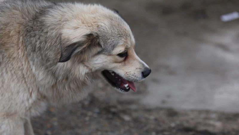 Двое пьяных ставропольцев зарезали бродячую собаку у закусочной