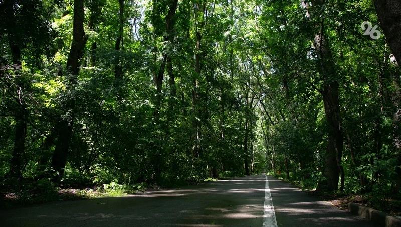 Ещё 54 га молодых лесов высадят на Ставрополье &mdash; губернатор