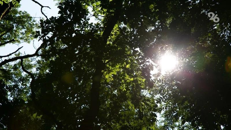 Ещё 54 га молодых лесов высадят на Ставрополье &mdash; губернатор