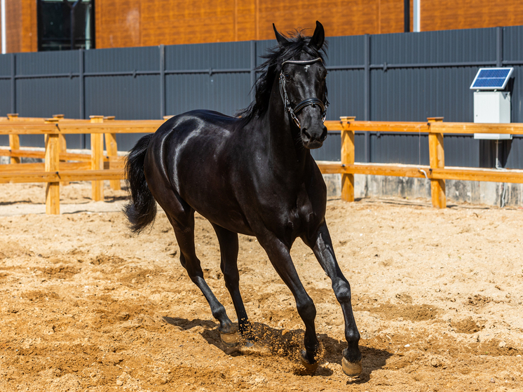 Федеральный центр конного спорта в Северной Осетии построят в 2028 году
