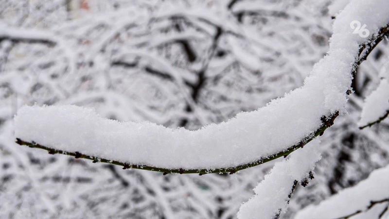 Глава округа на Ставрополье показал заваленные апрельским снегом сады на видео