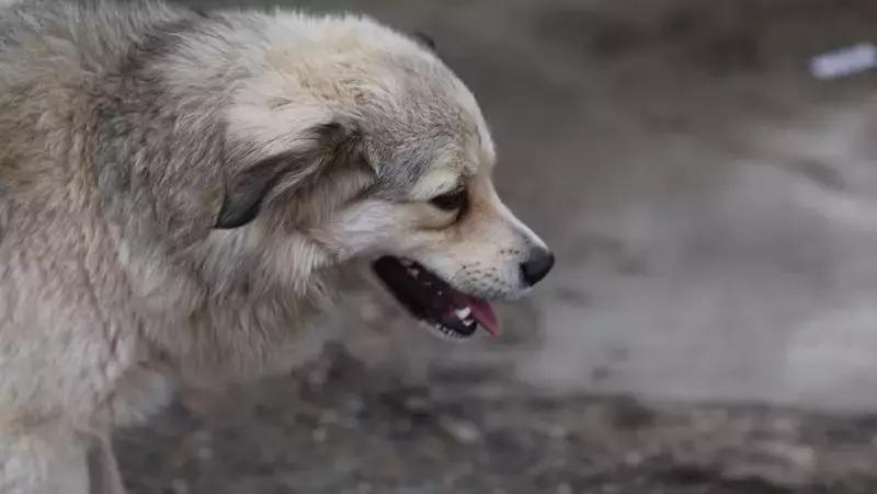 Глава Следкома РФ поручил возбудить дело из‑за бродячих собак в Железноводске