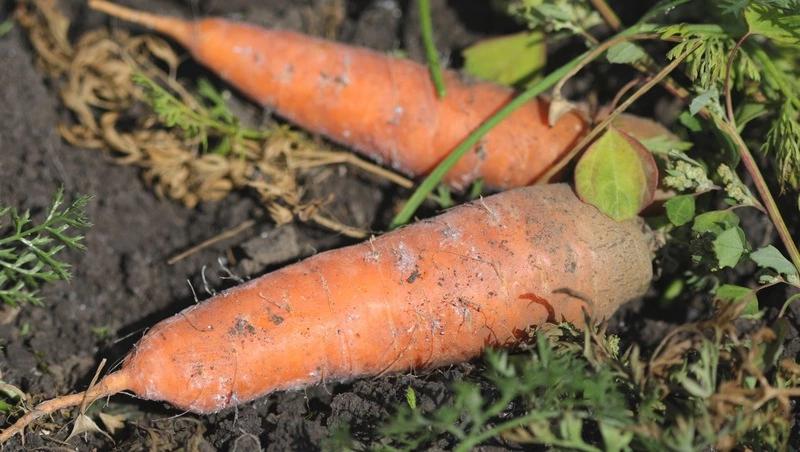 Холодная погода и рост издержек привели к подорожанию овощей на Ставрополье