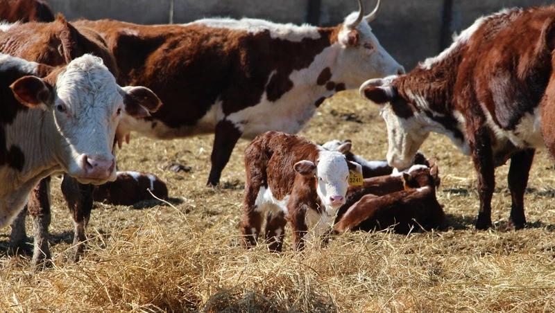 Ипатовские животноводы показали новорождённых телят и ягнят на Ставрополье