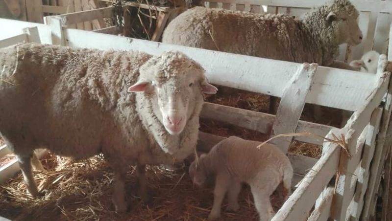 Ипатовские животноводы показали новорождённых телят и ягнят на Ставрополье