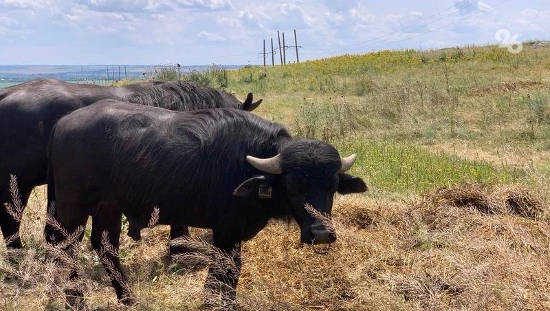 К буйволиной ферме в Александровском округе построят дорогу