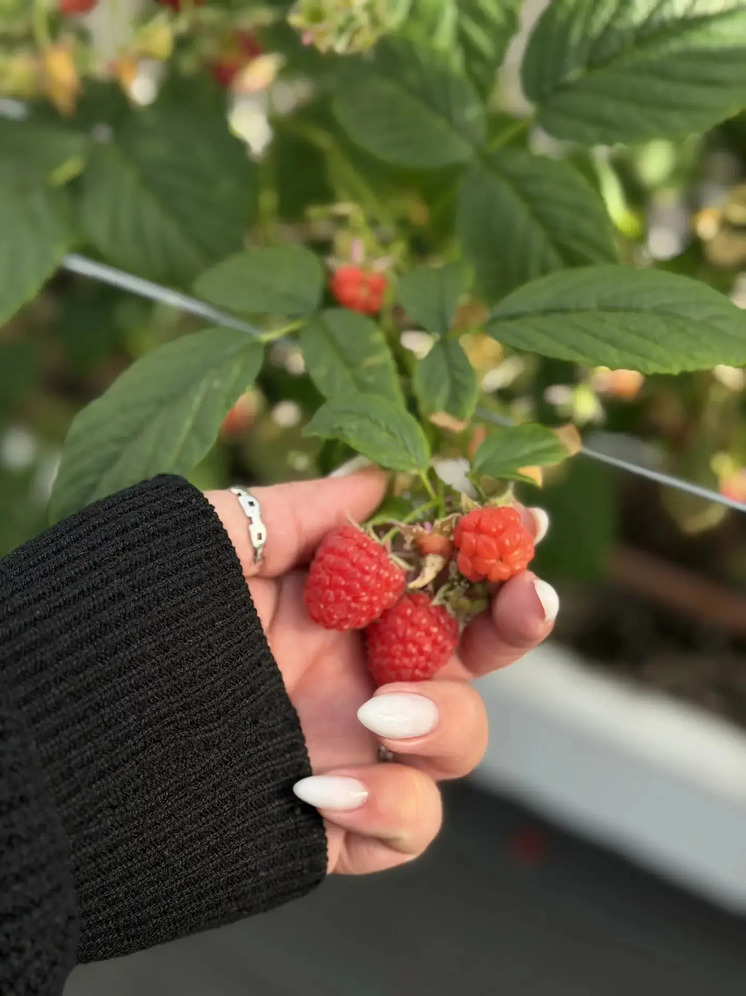 Кабардино-Балкария подтвердила лидерство в производстве плодово-ягодной продукции