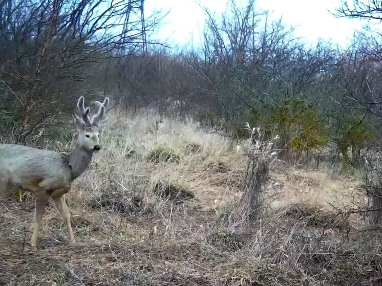 Красавец-олень попал в объектив фотоловушки Минприроды Ставрополья