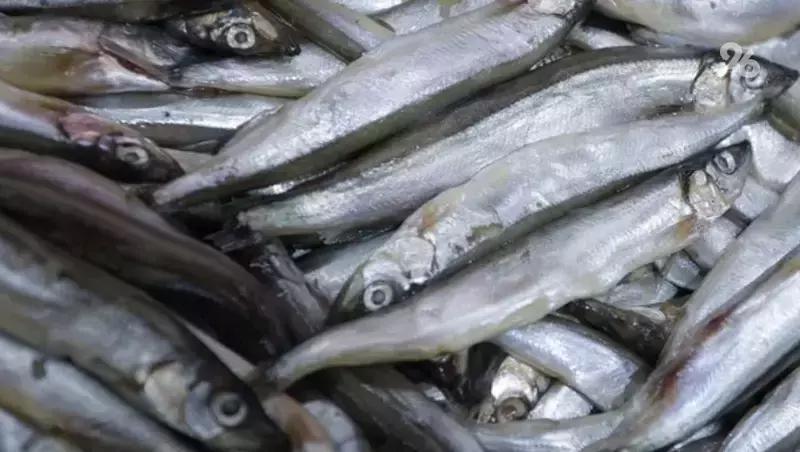 Круглогодичный рыболовный марафон запускают в Предгорье