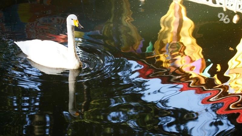 Лебедь, которому пытались оказать помощь в Невинномысске, сбежал от спасателей